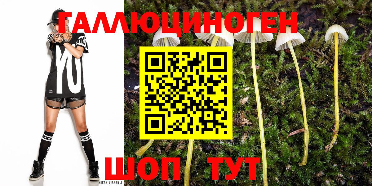 Галлюциногенные грибы Psilocybine cubensis Россия